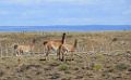 0622-dag-27-060-Porvenir Bahia Inutil guanaco